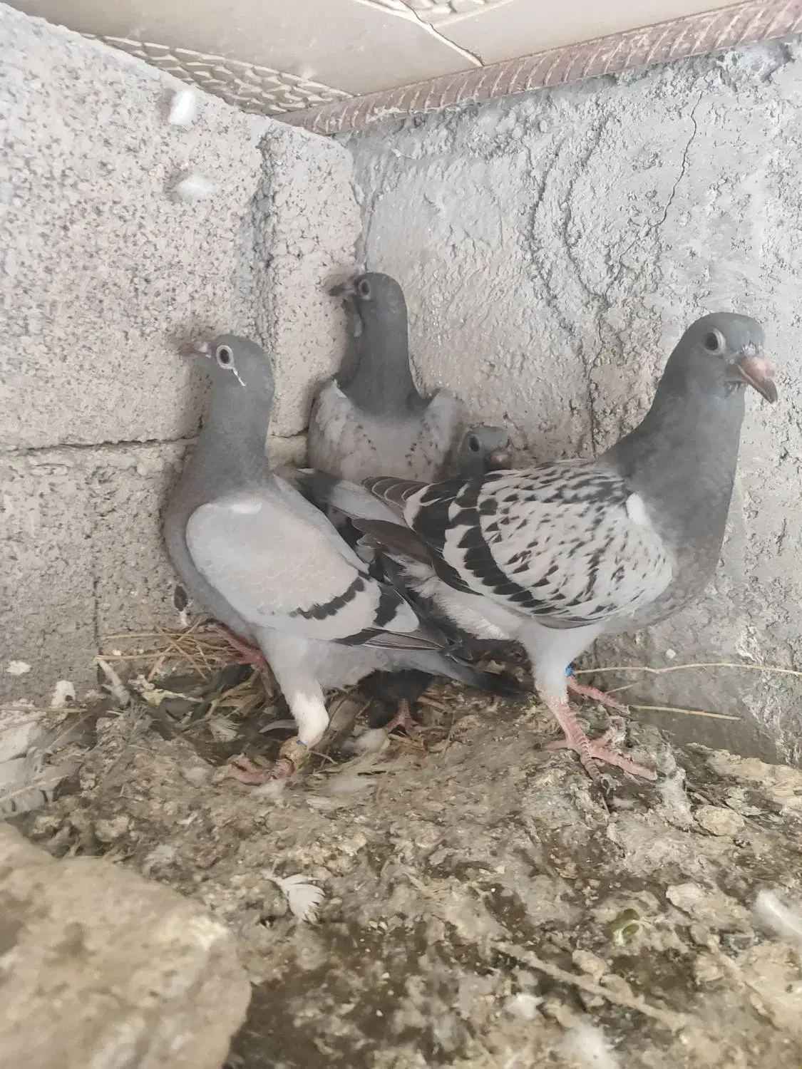 کبوتر‌مسافتی|پرنده|اردبیل, |دیوار
