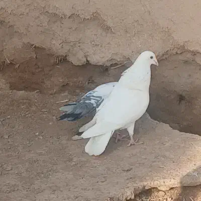 کبوتر پلاکی|حیوانات|تاکستان, |دیوار