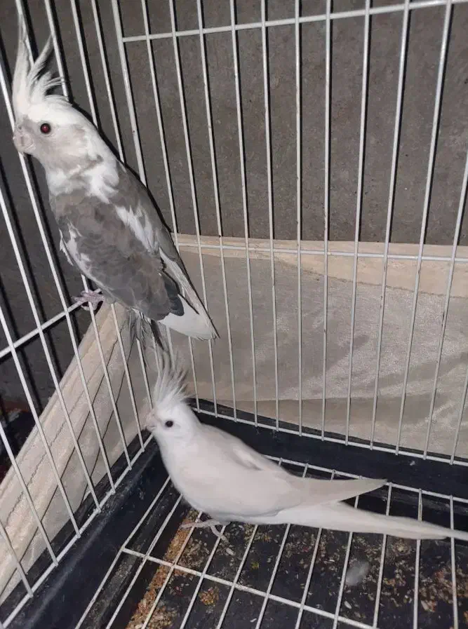 عروس هلند نر و ماده مولد|پرنده|ایرانشهر, |دیوار