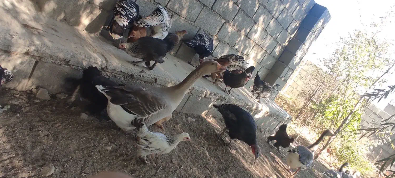 غاز محلی و اردک محلی طبیعی|حیوانات مزرعه|یاسوج, |دیوار