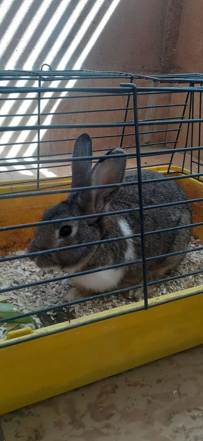 خرگوش یکساله|موش و خرگوش|کاشان, فین بزرگ|دیوار