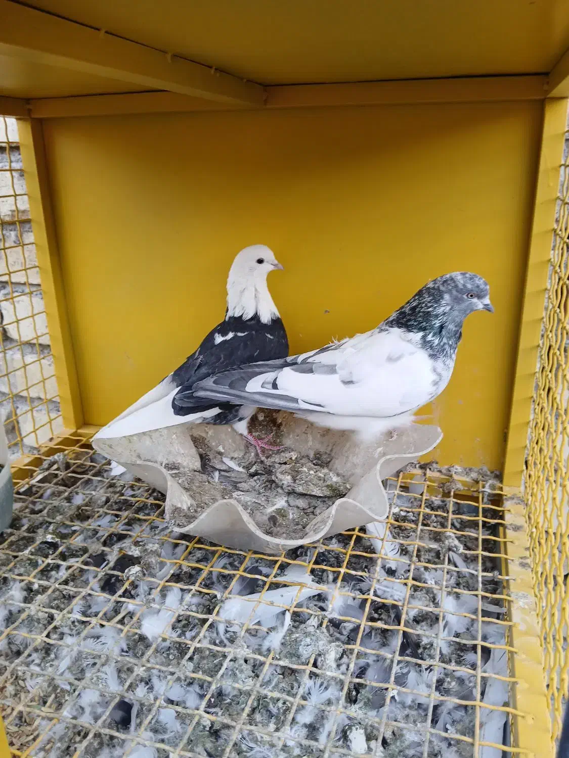 کبوترزرد.سفید. کله دم سبز..خوروس ومرغ جوان|پرنده|اصفهان, بوستان ناژوان|دیوار