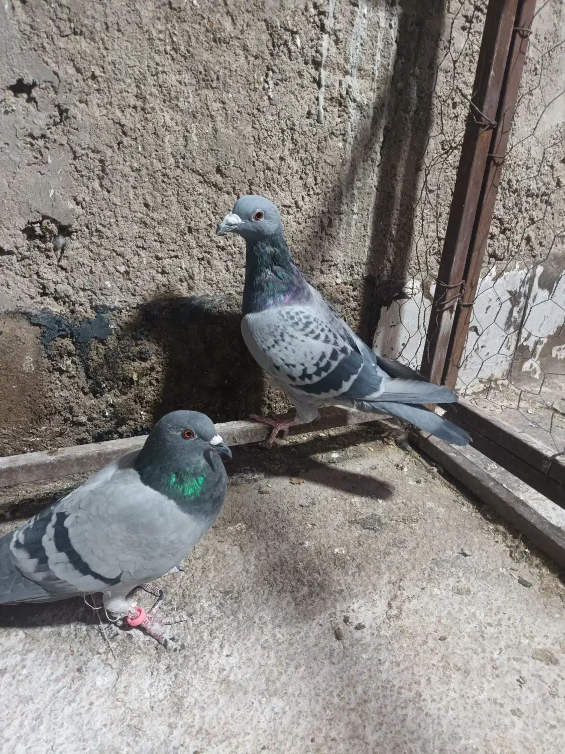 یک جفت سبز پلاکی|پرنده|مرودشت, پشت سایپا‎|دیوار