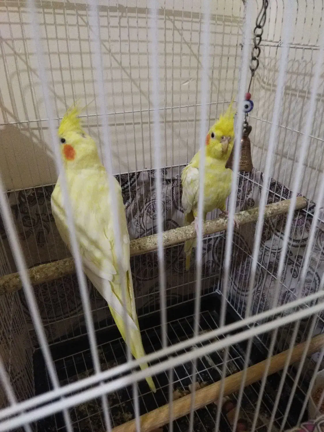 عروس هلندی|پرنده|محمدشهر, کوی بهار|دیوار