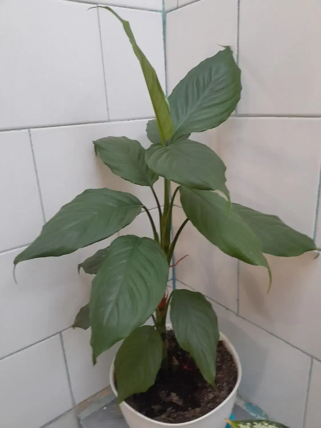 گل طبیعی|گل و گیاه طبیعی|گهواره, |دیوار