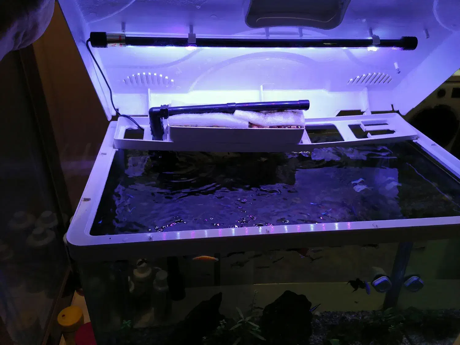 آکواریوم 120 لیتری با ماهی و گیاه طبیعی|ماهی|تهران, پونک|دیوار