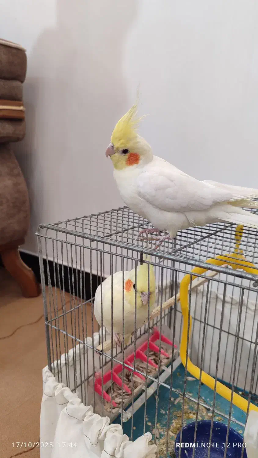 عروس هلندی|پرنده|نورآباد, |دیوار