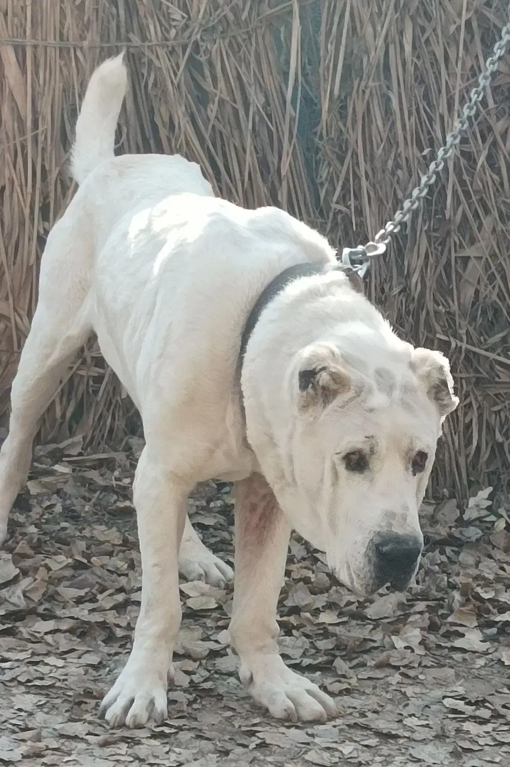 آلابای|سگ|شیراز, گود عربان|دیوار