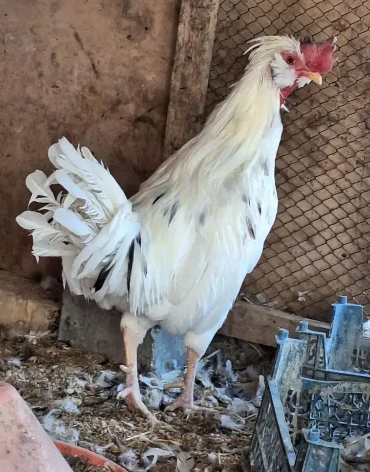 خروس گلین|حیوانات مزرعه|اصفهان, قهجاورستان|دیوار