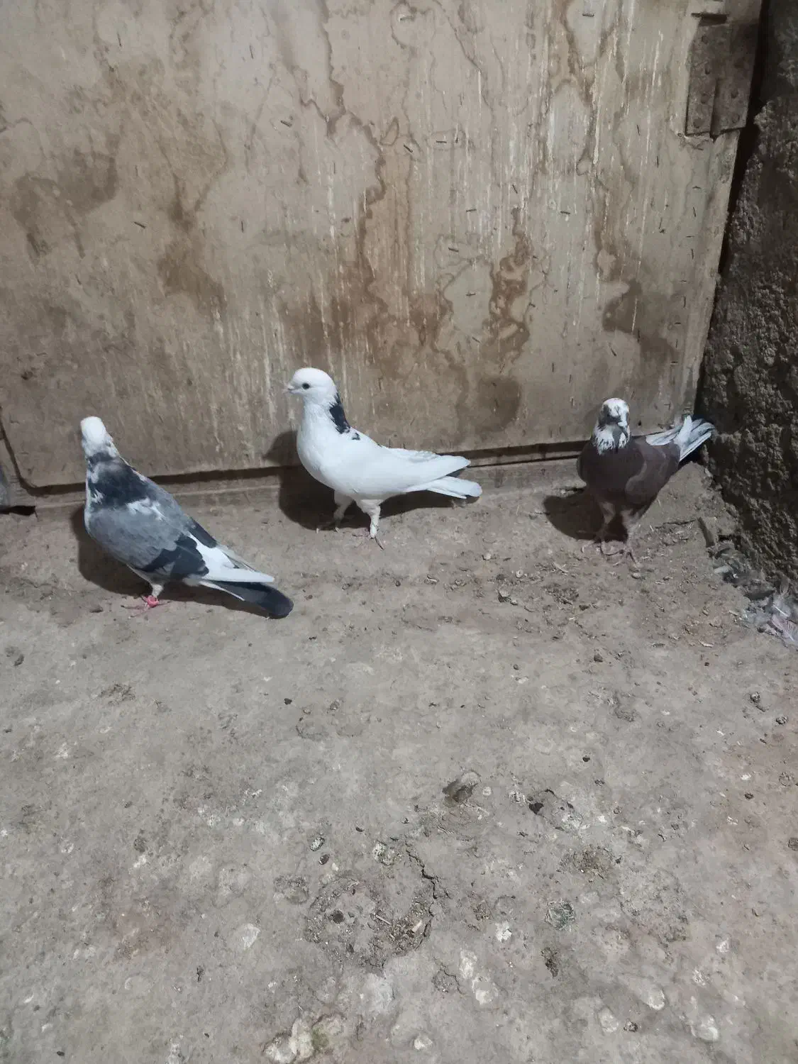 کبوتر عالی پرشی|پرنده|معصومیه, |دیوار