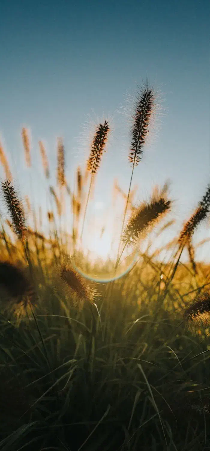 زمین کشاورزی اجاره داده می‌شود|اجارهٔ دفتر صنعتی، کشاورزی، تجاری|رامشیر, |دیوار