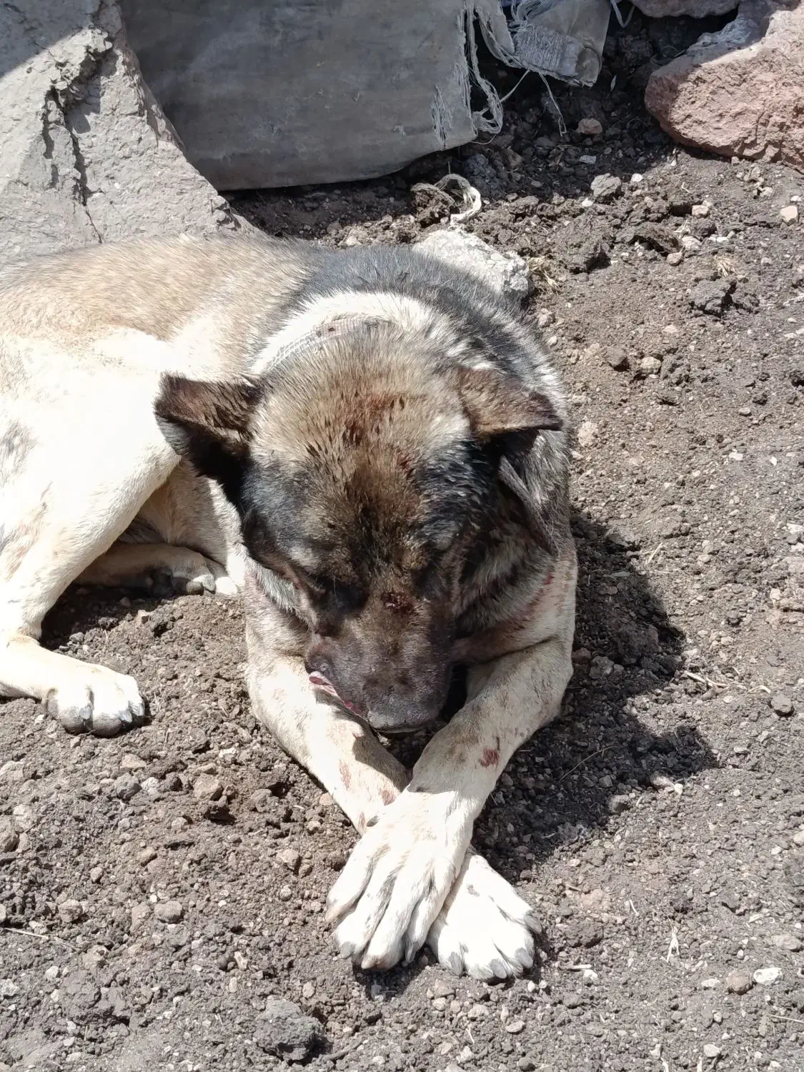 سگ گم شده|حیوانات|مشگین شهر, |دیوار