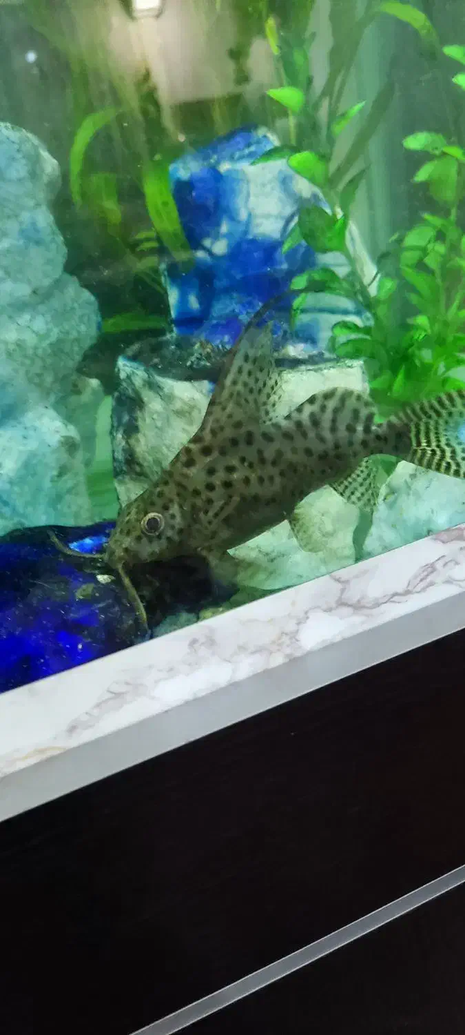 ماهی کت فیش|ماهی|تهران, مولوی|دیوار