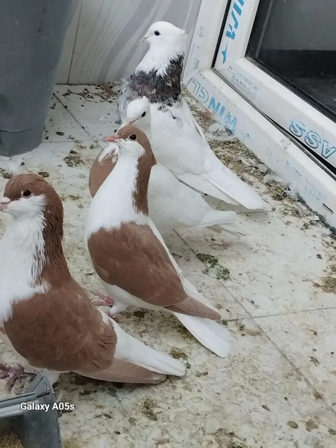 کبوتر خوشرنگ و طوقی|پرنده|فولادشهر, B2|دیوار