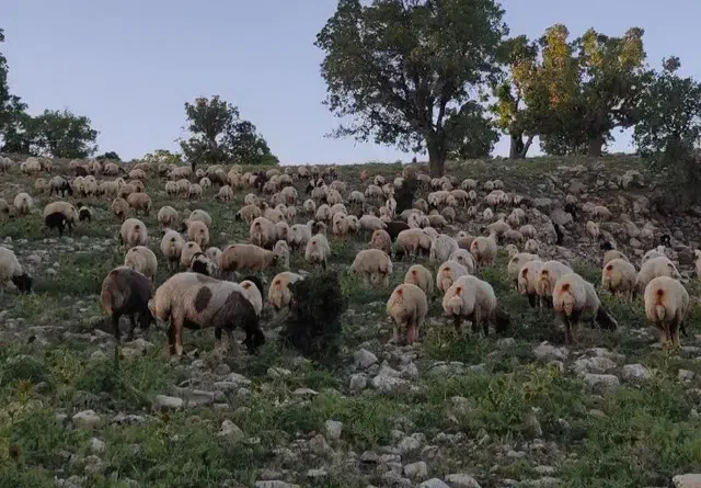 سرمایه گذار|استخدام مالی، حسابداری، حقوقی|خرم‌آباد, |دیوار