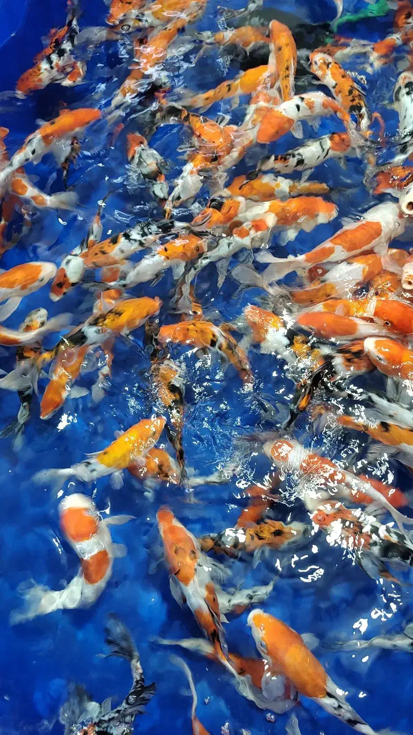 مجموعه کامل تکثیر پرورش و فروش ماهی کوی|ماهی|کرمان, |دیوار