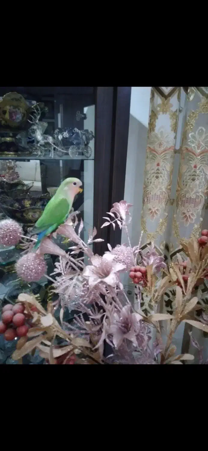 کوتوله|پرنده|شاهین‌شهر, پاسداران|دیوار