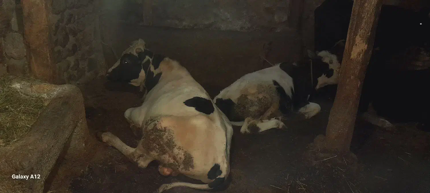 گاونر|حیوانات مزرعه|هیر, |دیوار