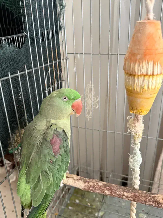 شاه طوطی اسکندر|پرنده|اندیمشک, |دیوار