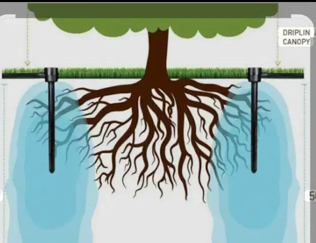 درخت کم آب ، نهال مناسب کم آبی ، نهالستان باغینو|گل و گیاه طبیعی|مشهد, نوید|دیوار