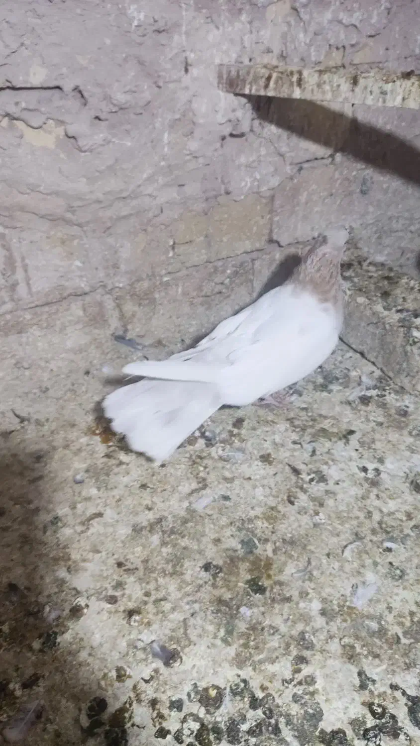 ماده کله زرد درشت|پرنده|قم, شهرک امام حسین|دیوار