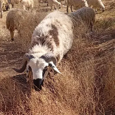 قوچ|حیوانات مزرعه|یزدان شهر, |دیوار