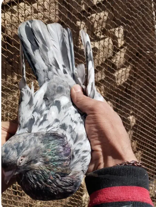 ماده سورور|حیوانات|الیگودرز, |دیوار