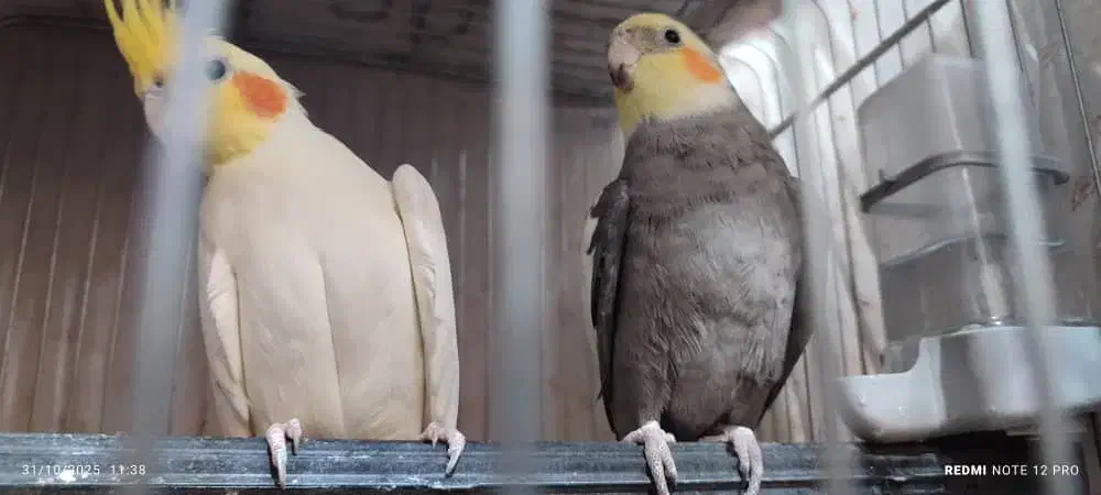 یک جفت عروس هلندی|پرنده|بندرعباس, |دیوار