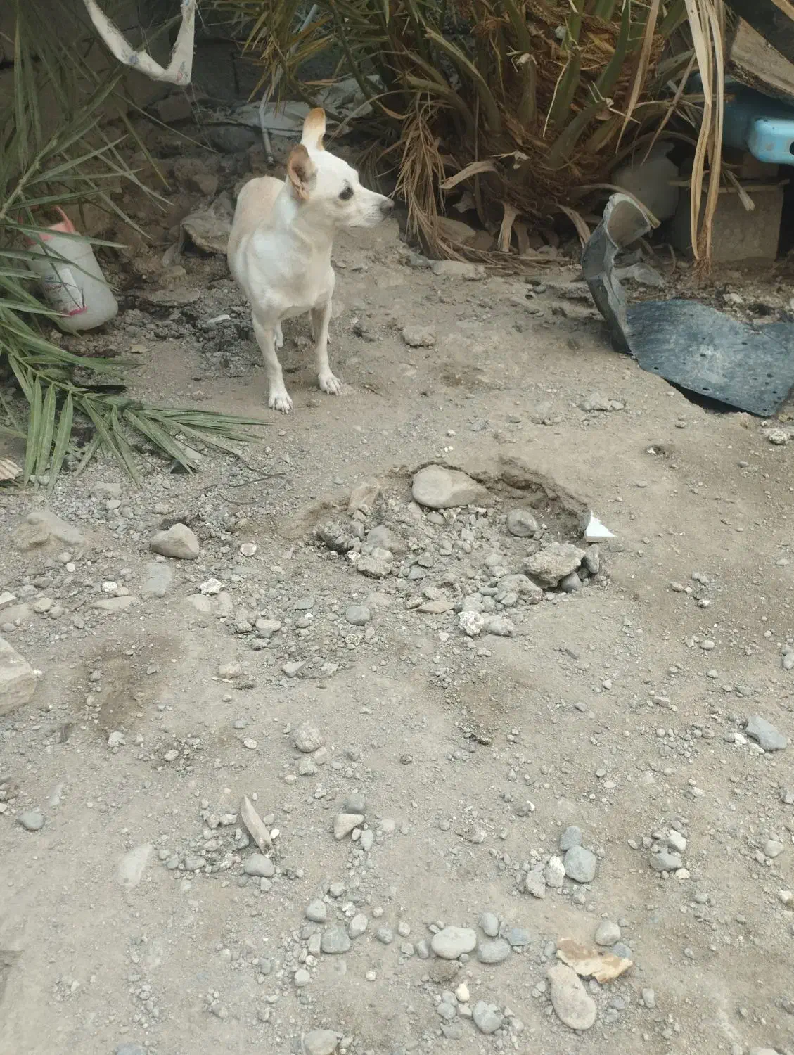 سگ گمشده|حیوانات|جیرفت, |دیوار