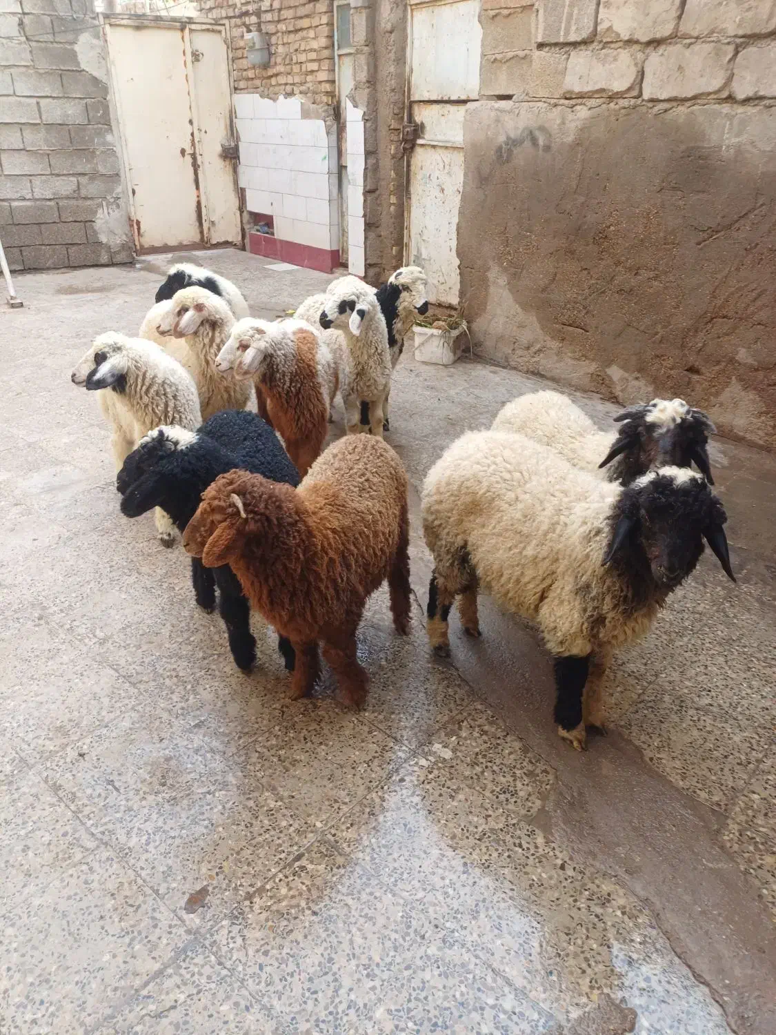 بره یاگوسفند|حیوانات مزرعه|اهواز, منازل کارون|دیوار