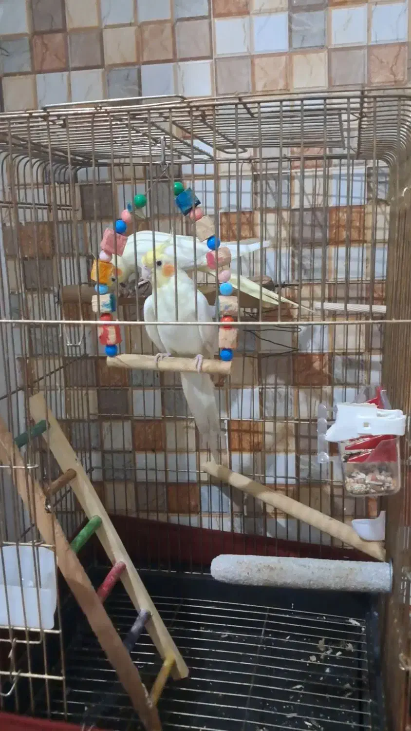 عروس هلندی سخنگو|پرنده|ری, شهرک نظامی|دیوار