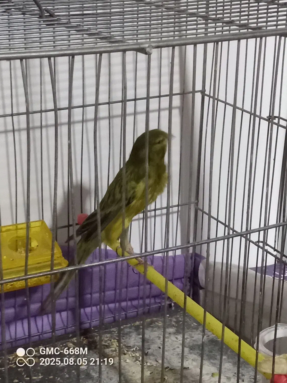 قناری رسمی بلند ۵تومن|پرنده|ملایر, |دیوار