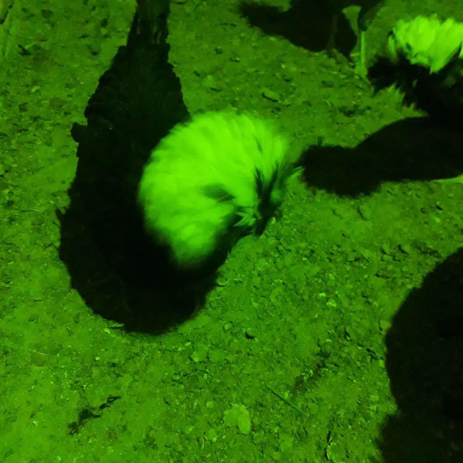 تخم مرغ لهستانی و لاری|حیوانات مزرعه|شیروان (خراسان), |دیوار