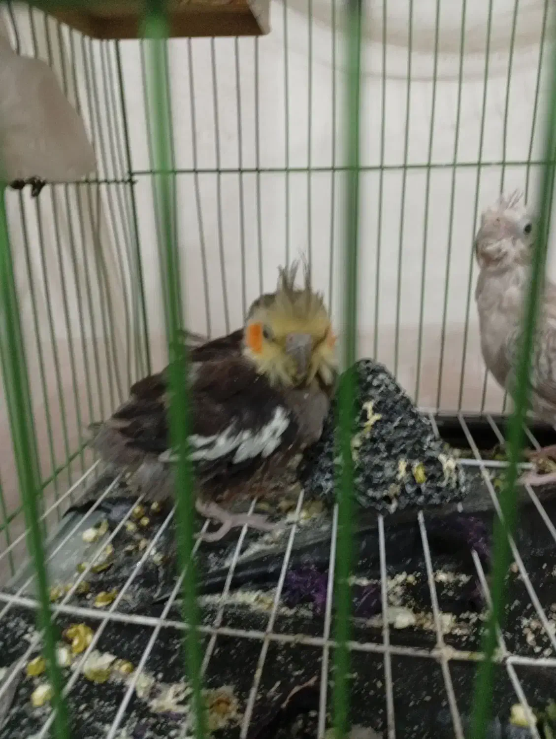 فروش یه جفت عروس هلندی|پرنده|بوکان, |دیوار