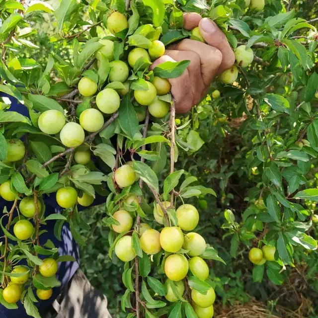 هرس کار ماهر برای درختان بخصوص درختان میوه تضمینی|خدمات باغبانی و درختکاری|اسلام‌شهر, صادقیه|دیوار