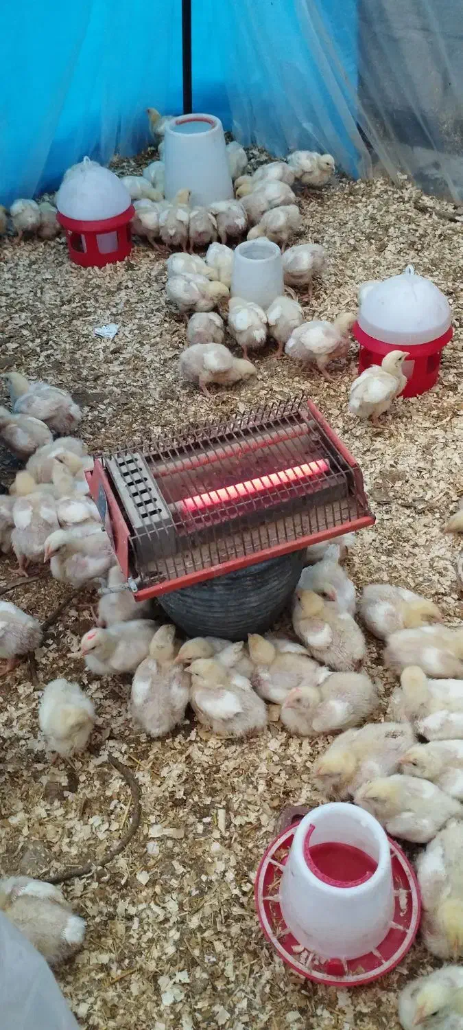 جوجه گوشت راس۱۳روزه|حیوانات مزرعه|قائم‌شهر, |دیوار