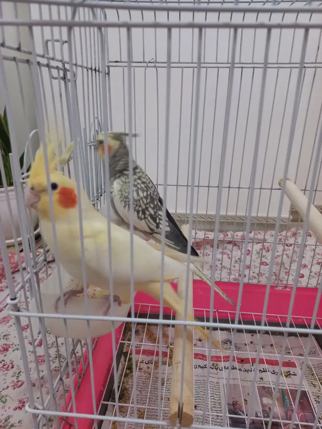 عروس هلندی کاملا رام با قفس|پرنده|تهران, جنت‌آباد مرکزی|دیوار