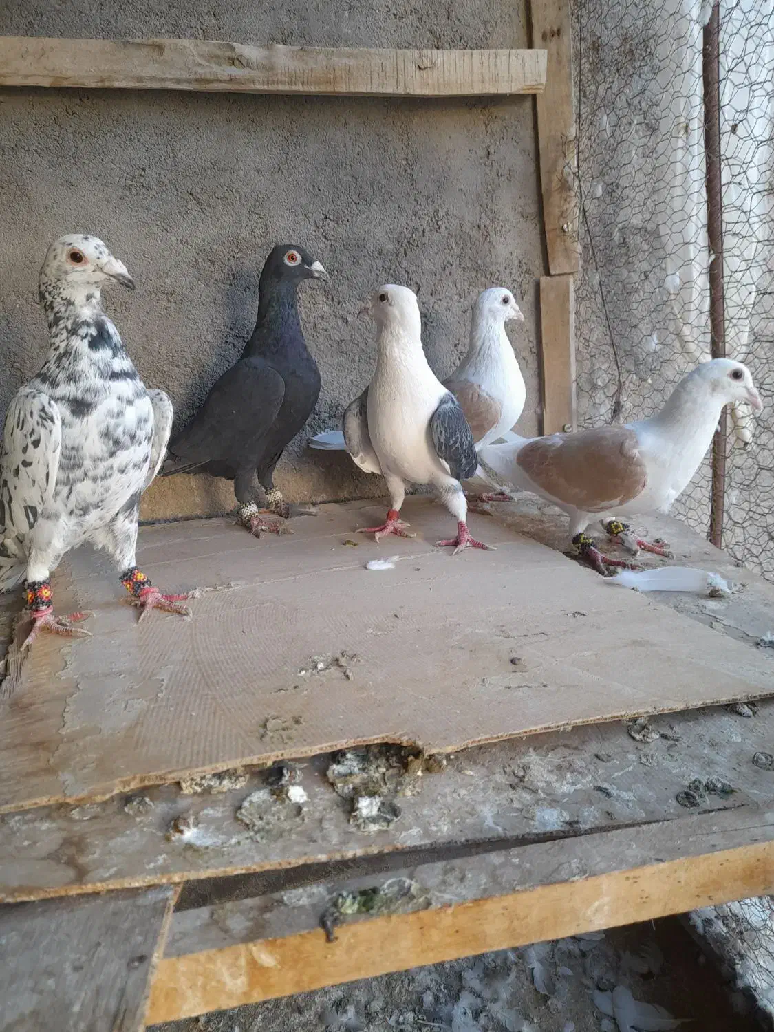 پشت گراف زرد پشت سیاه سرور زاغ|پرنده|تربت جام, یحیی آباد|دیوار