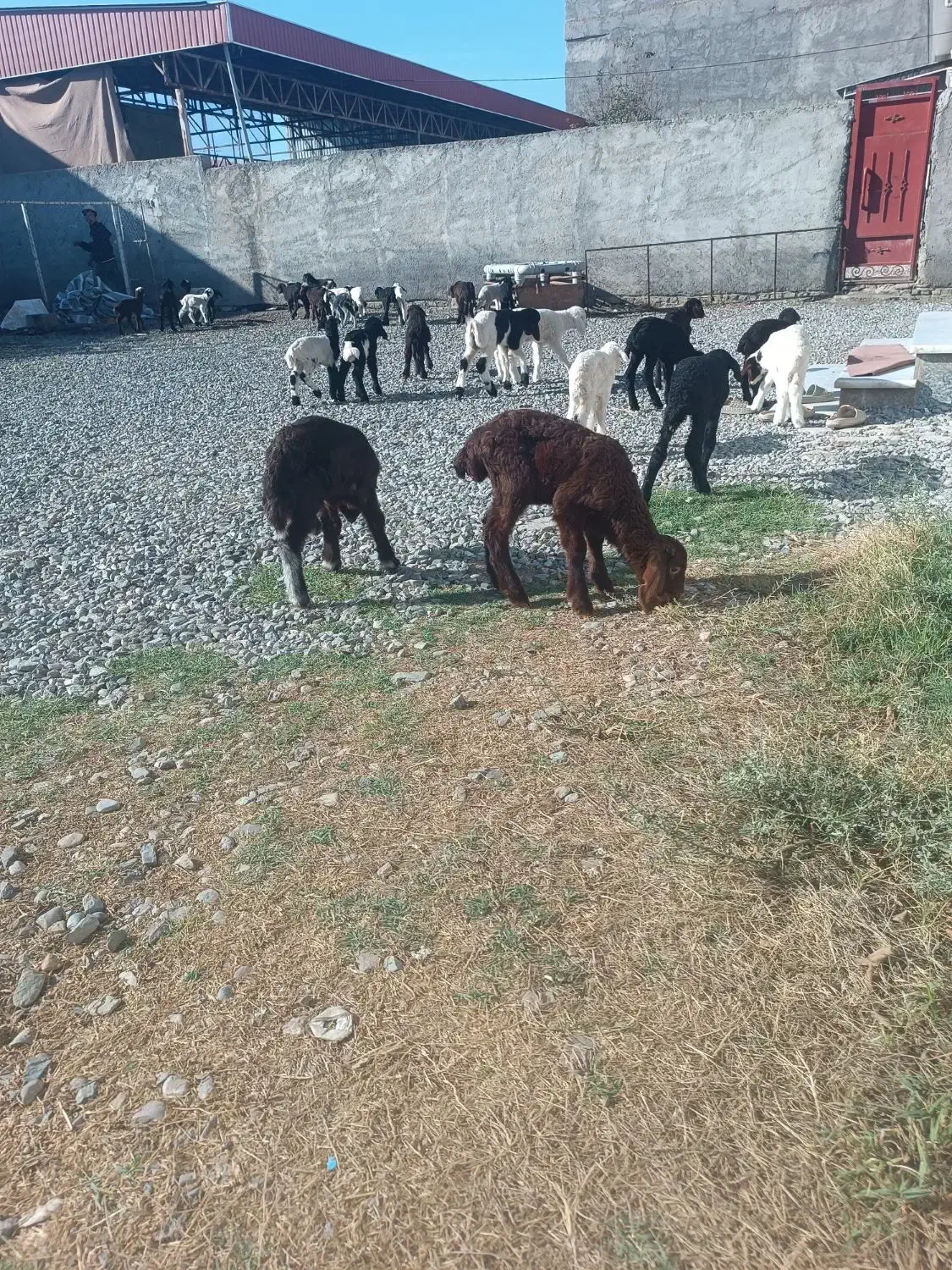 40راس بره ی شیری بار جدید|حیوانات مزرعه|آق قلا, |دیوار