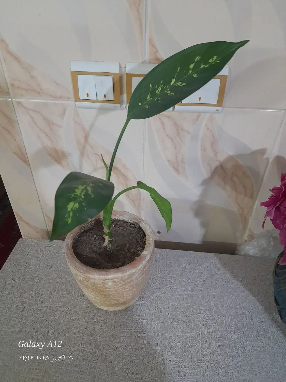 دو عدد گل طبیعی زیبا|گل و گیاه طبیعی|زنجان, |دیوار