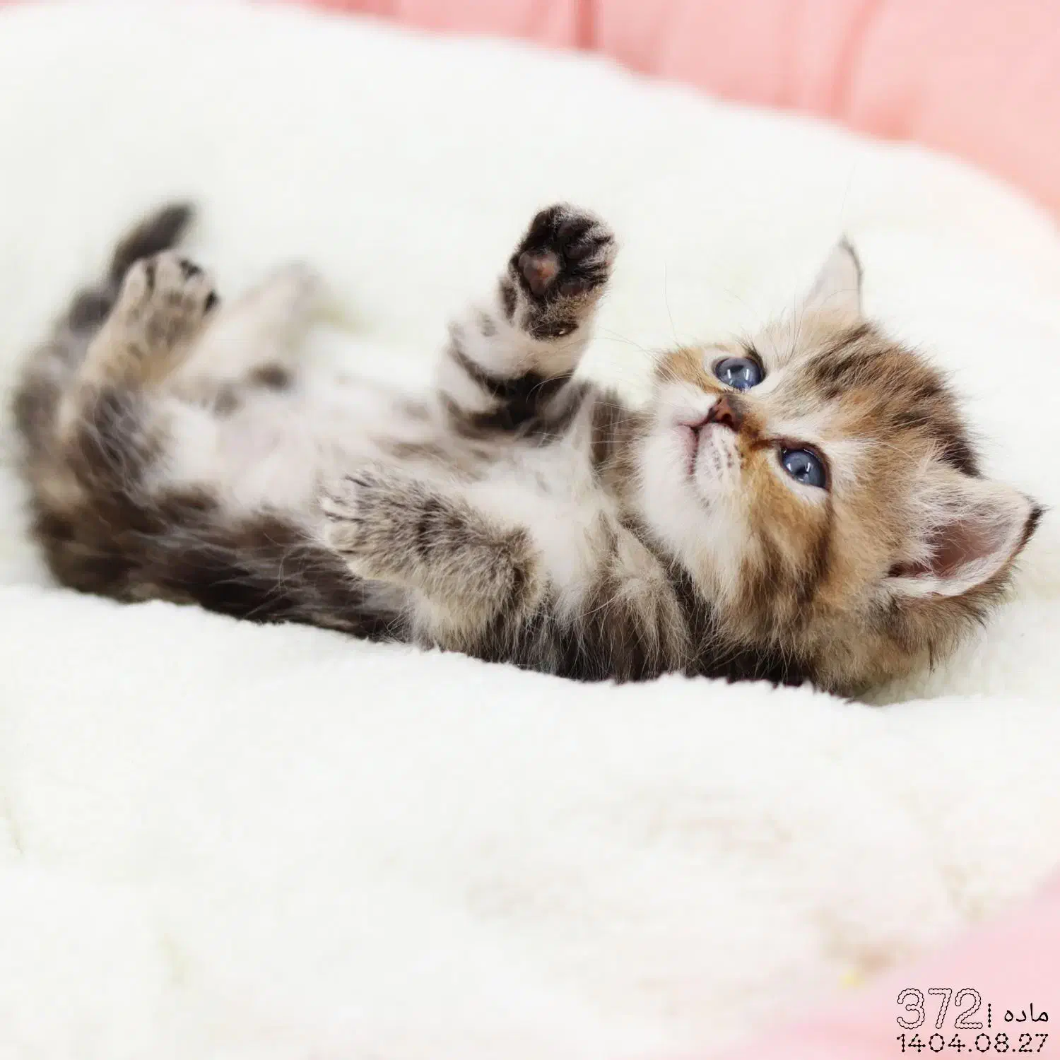 فروش گربه|گربه|تبریز, |دیوار