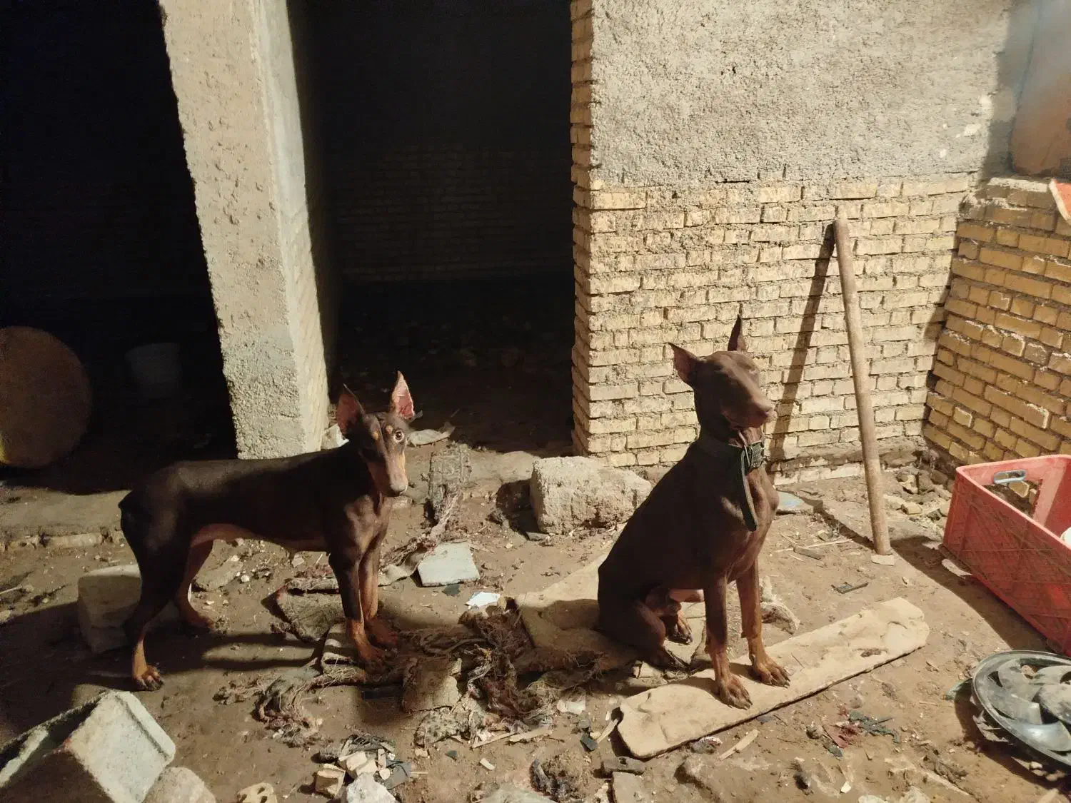 سگ دوبرمن|سگ|خرمشهر, |دیوار