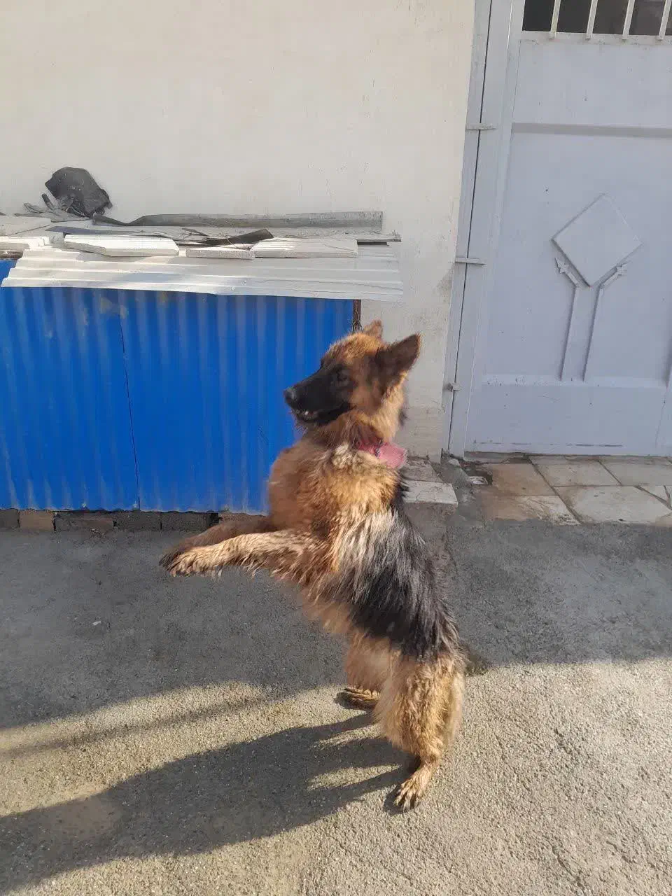 سگ ژرمن شولاین اصل|سگ|اصفهان, مصلی|دیوار