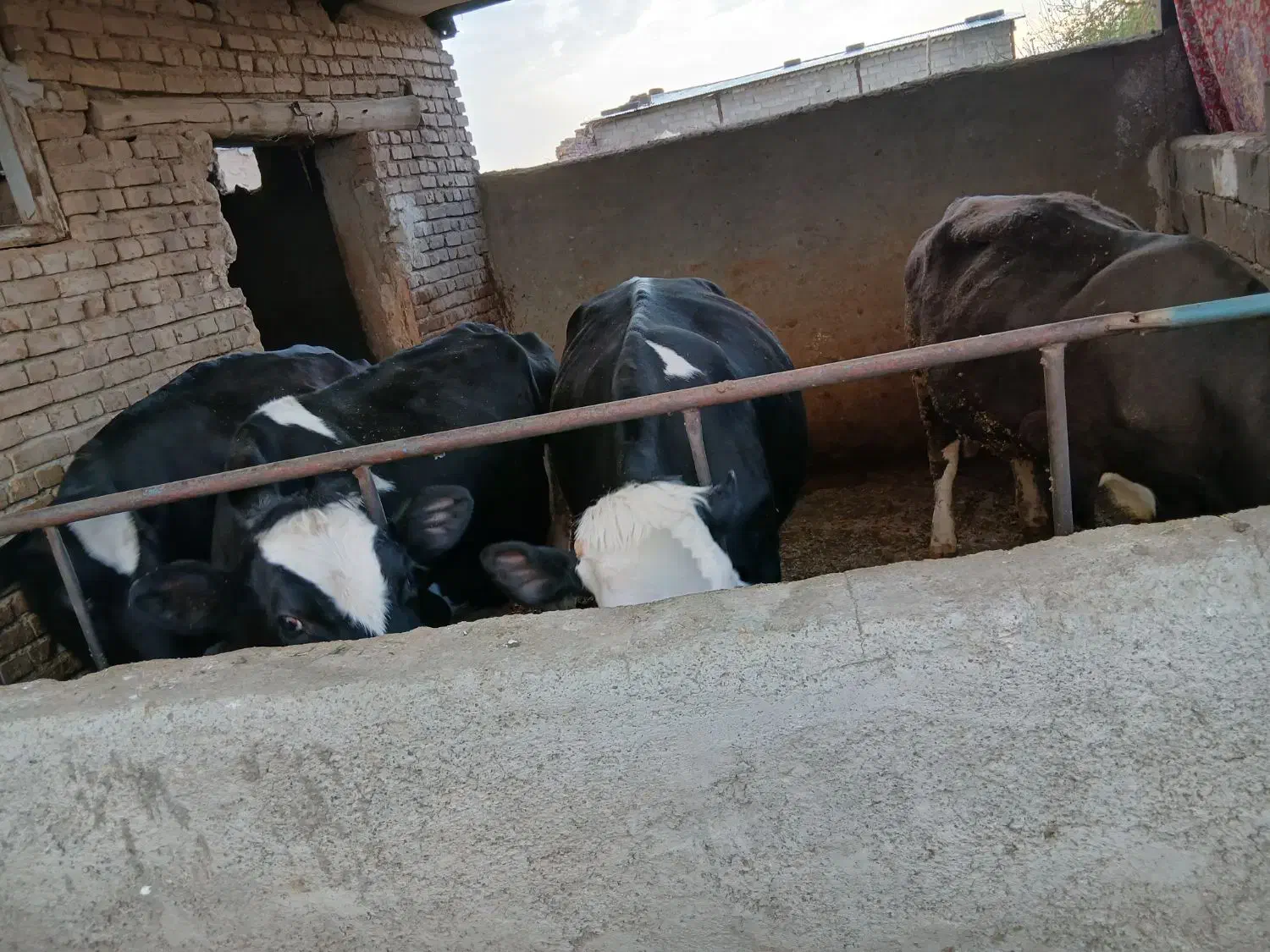 گاو|حیوانات مزرعه|لالجین, |دیوار