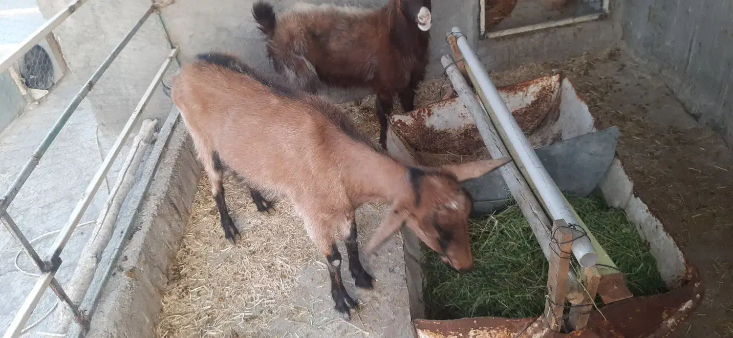 بز الپاین|حیوانات مزرعه|لنجان, |دیوار