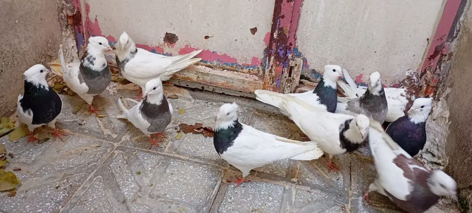 کبوتر طوقی ونامه بر|پرنده|کرمانشاه, |دیوار