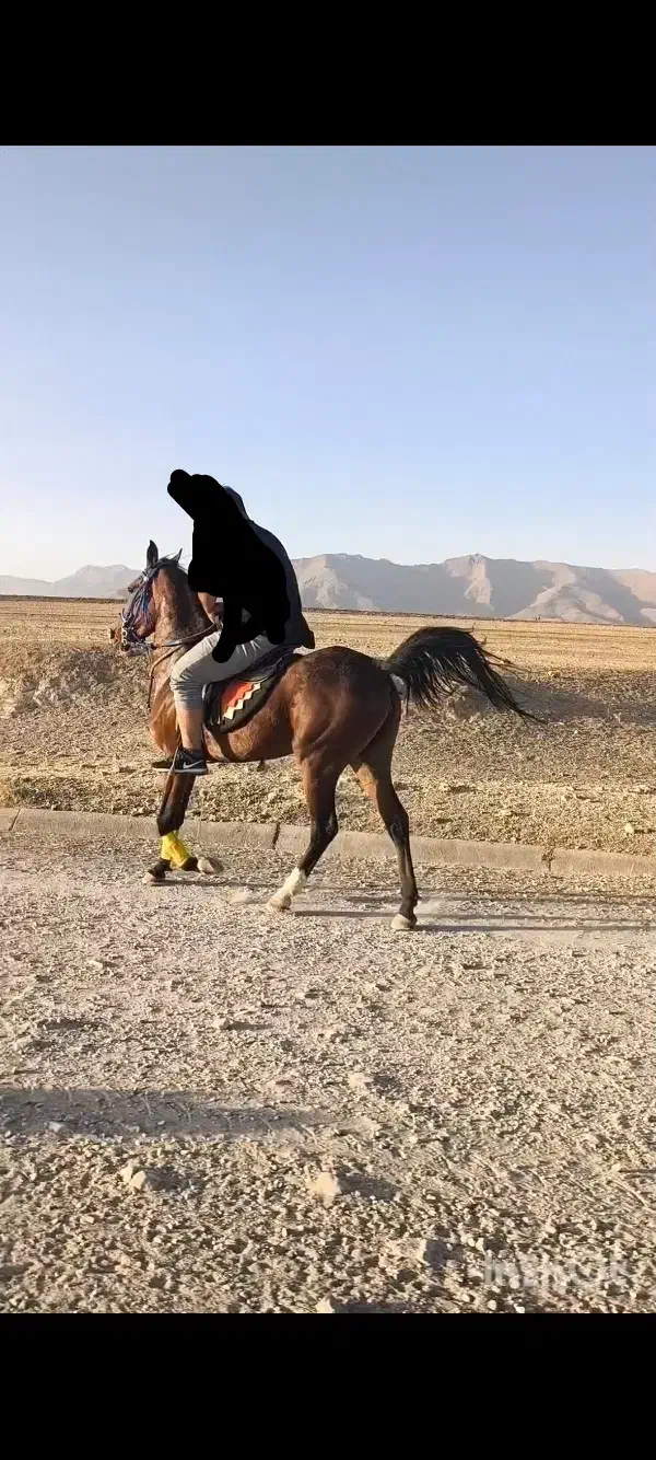 مادیان دره شور درجه یک|اسب و تجهیزات اسبسواری|نهاوند, |دیوار
