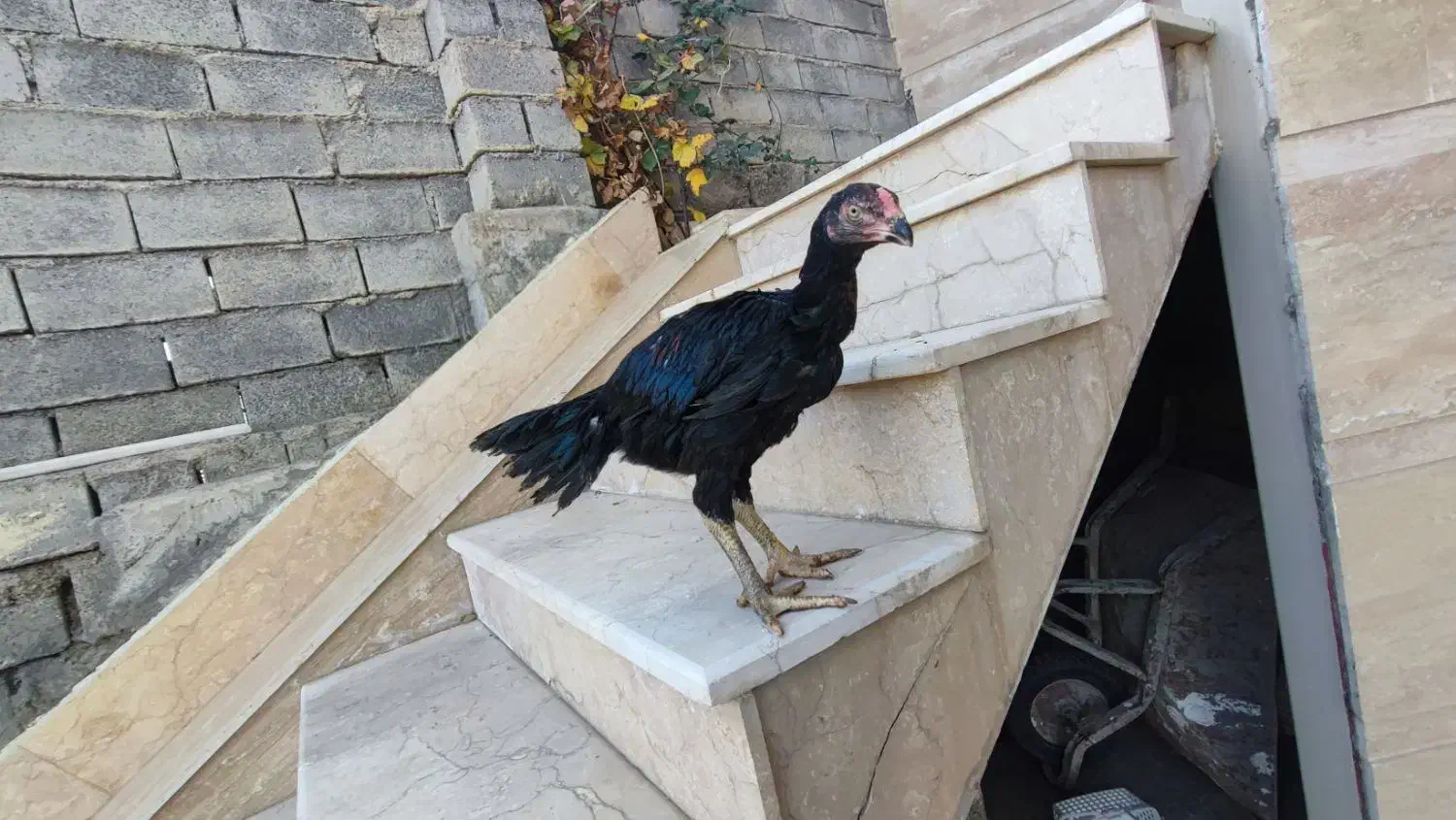 جوجه لاری اصیل|حیوانات مزرعه|سردشت, |دیوار