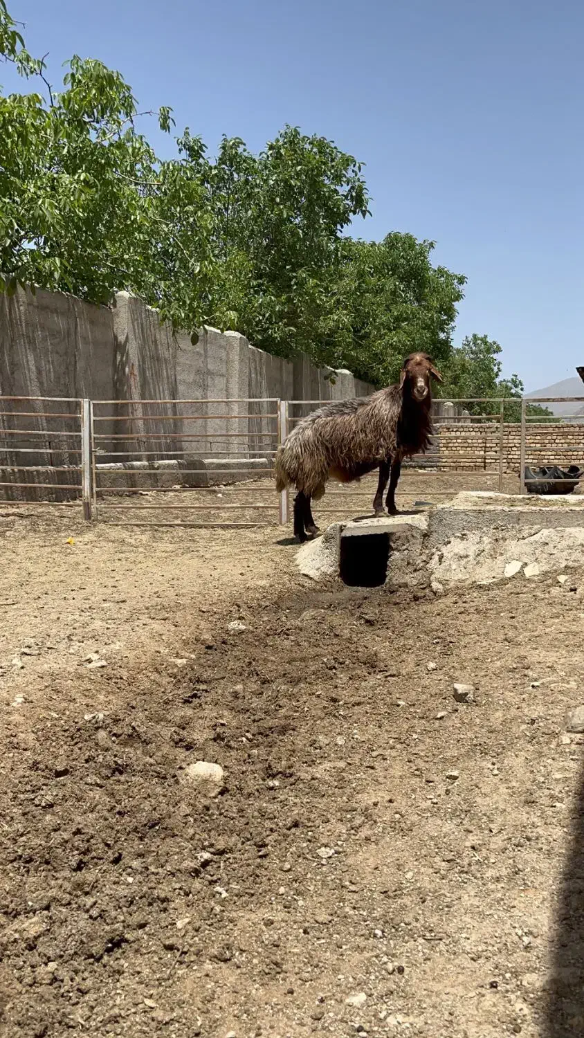 قوچ همو|حیوانات مزرعه|صائین قلعه, |دیوار