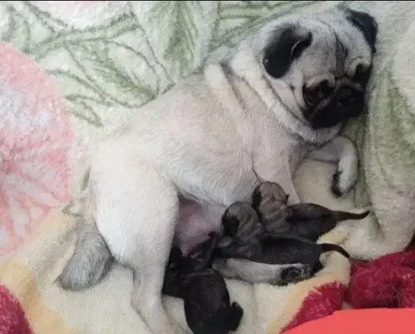 سگ پاگ|سگ|اشکذر, |دیوار